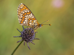 Картинка животные бабочки +мотыльки +моли бабочка макро