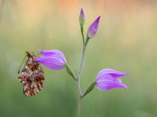 Картинка животные бабочки +мотыльки +моли макро бабочка