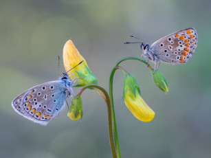 Картинка животные бабочки +мотыльки +моли макро