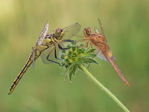 Картинка животные бабочки +мотыльки +моли макро