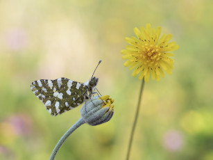 Картинка животные бабочки +мотыльки +моли макро