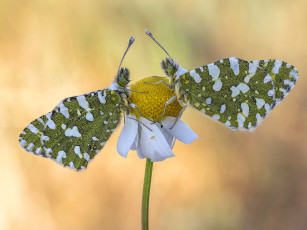 Картинка животные бабочки +мотыльки +моли макро