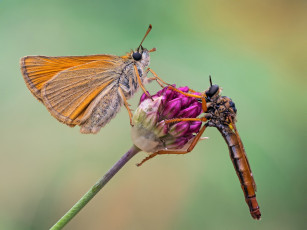 Картинка животные разные+вместе бабочка макро