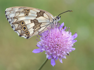 Картинка животные бабочки +мотыльки +моли макро бабочка