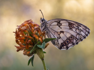 Картинка животные бабочки +мотыльки +моли макро бабочка