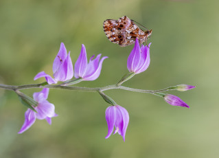 Картинка животные бабочки +мотыльки +моли бабочка макро