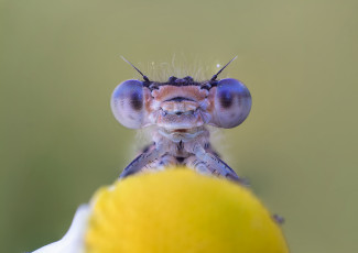 Картинка животные стрекозы макро