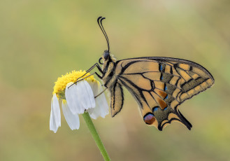 Картинка животные бабочки +мотыльки +моли бабочка макро