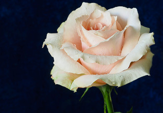 Картинка цветы розы лепестки роза макро