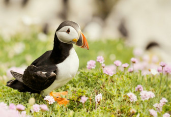 Картинка животные тупики природа цветы окрас птица тупик