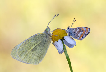 Картинка животные бабочки +мотыльки +моли макро