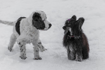 Картинка животные собаки двое