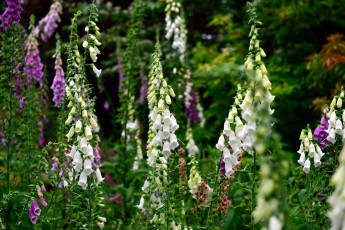 Картинка цветы дигиталис+ наперстянка