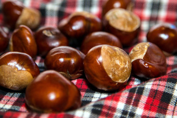 Картинка еда орехи +каштаны +какао-бобы каштаны