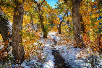 Картинка природа лес простор