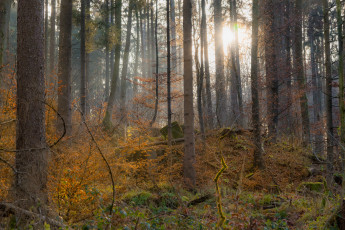 Картинка природа лес простор