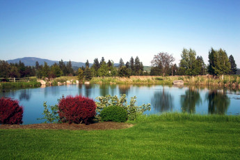 Картинка природа реки озера кустарники лужайка пруд