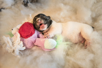 Картинка животные собаки игрушка