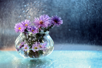 Картинка цветы астры боке