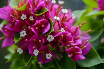 Картинка цветы бугенвиллея цветение листья белые розовы