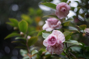 Картинка цветы камелии камелия бутон розовая лепестки листья цветение нежность