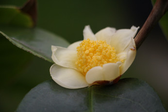 Картинка цветы камелии камелия листья бутон цветение кустарник camellia leaf bud flowering shrubs