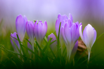 Картинка цветы крокусы цветение цвет