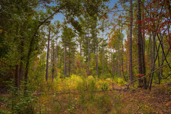 Картинка природа лес простор