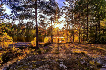 Картинка природа лес простор