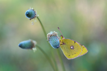 Картинка животные бабочки +мотыльки +моли макро