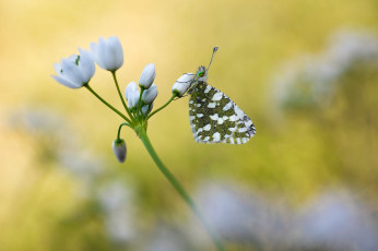 Картинка животные бабочки +мотыльки +моли макро