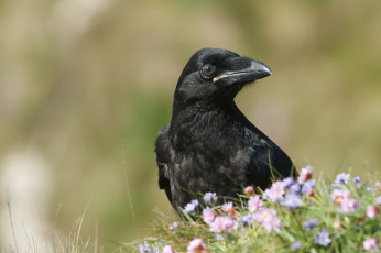 Картинка животные птицы птица черная цветы природа