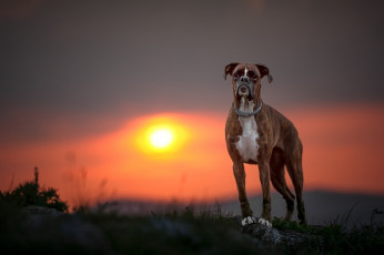 Картинка животные собаки собака закат боксёр