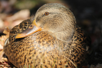 Картинка животные утки утка птица взгляд клюв