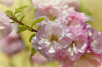 Картинка цветы цветущие+деревья+ +кустарники весна цветение природа миндаль праздник май красота