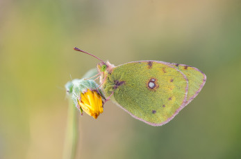 Картинка животные бабочки +мотыльки +моли макро