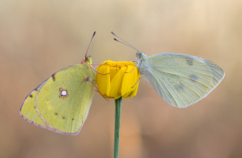 Картинка животные бабочки +мотыльки +моли макро