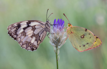 Картинка животные бабочки +мотыльки +моли макро