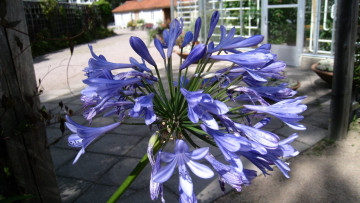 обоя цветы, агапантус , африканская лилия, лиловый