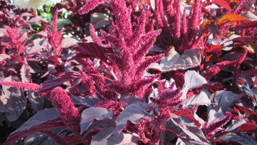 Картинка цветы амаранты пушистый