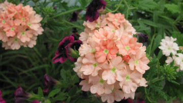 Картинка цветы вербена соцветие