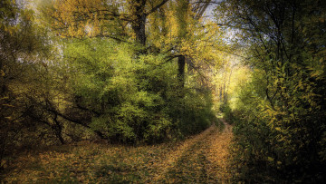 Картинка природа дороги простор