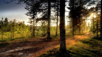 Картинка природа лес простор