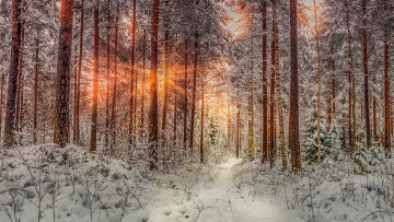 Картинка природа лес простор