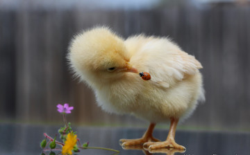 Картинка животные разные+вместе цыпленок малыш божья коровка интерес цветы