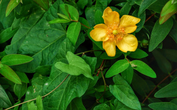 Картинка цветы анемоны +сон-трава желтый зеленый