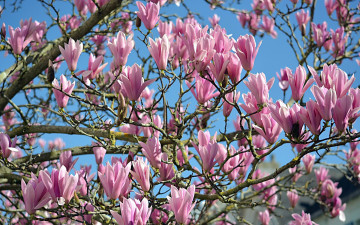 Картинка цветы магнолии бутоны весна цветение