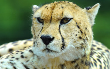 Картинка животные гепарды морда взгляд