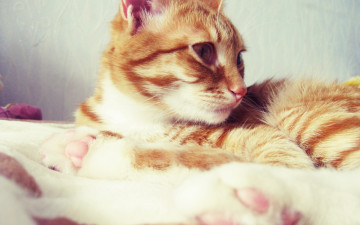 Картинка животные коты профиль