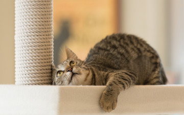 Картинка животные коты взгляд